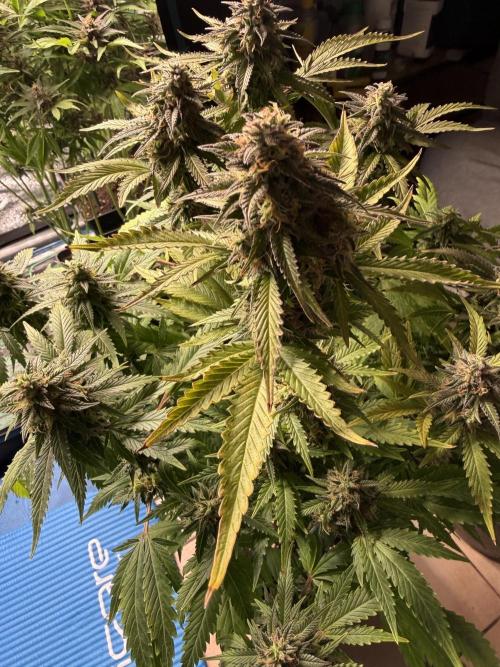 Eternity Cup 2026 - Sticky Brokkoli Auto. Week 13