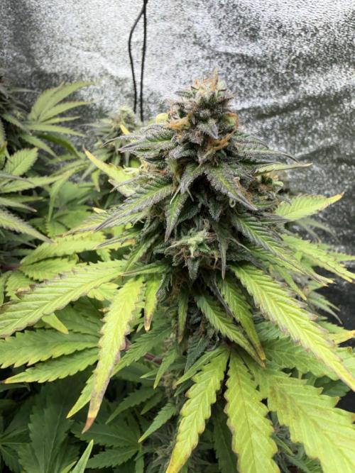 Eternity Cup 2026 - Sticky Brokkoli Auto. Week 13