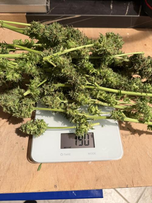 Milky Way F1 - RQS. Week 14