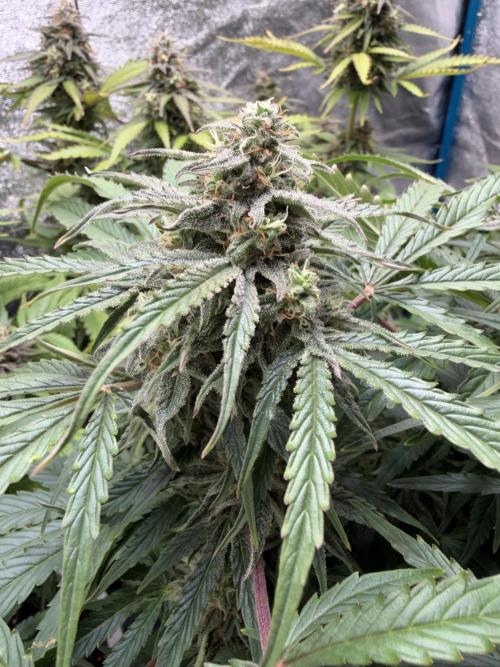 Milky Way F1 - RQS. Week 14