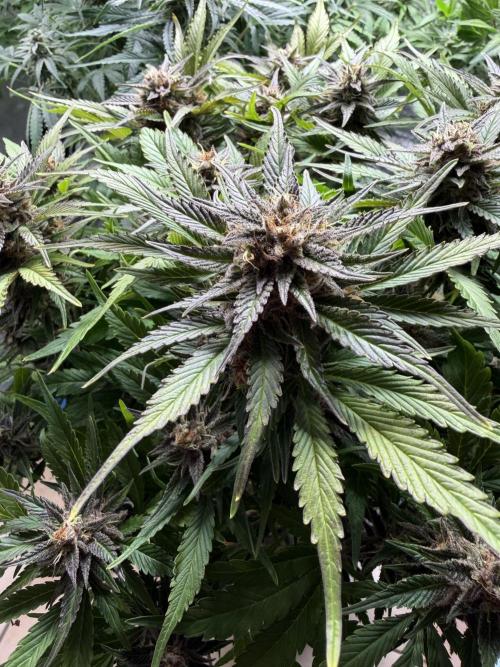 Milky Way F1 - RQS. Week 14
