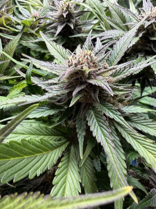 Milky Way F1 - RQS. Week 14