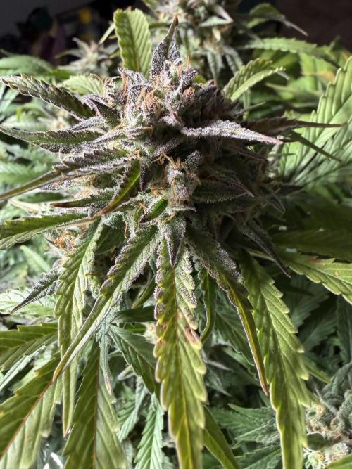 Permanent Marker - Auto Seeds. Week 14