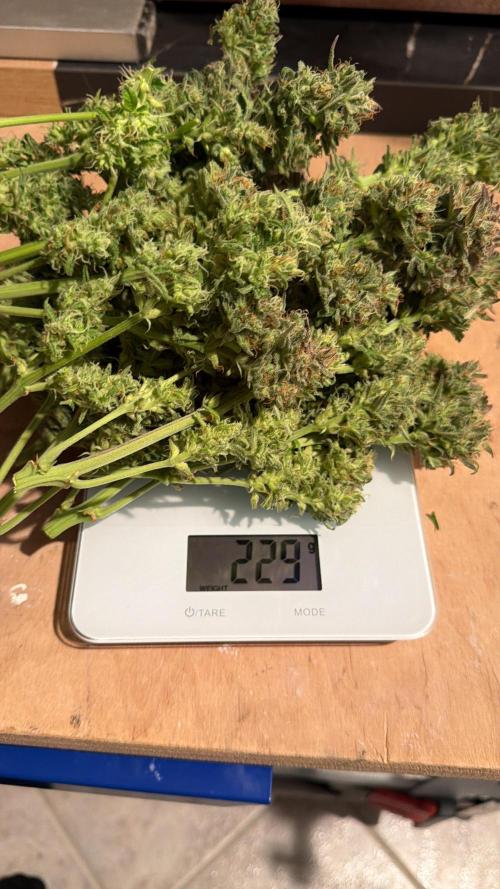 Permanent Marker - Auto Seeds. Week 14
