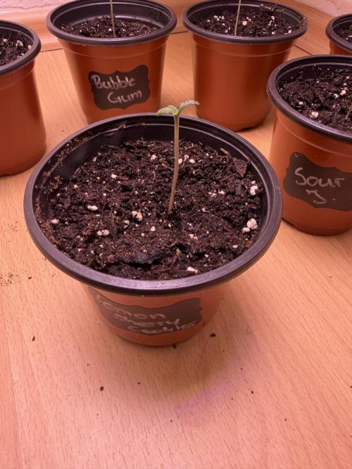 420 - Lemon Cherry Cookies. Week 1