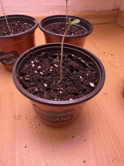 420 - Tropicana Cookies. Week 1