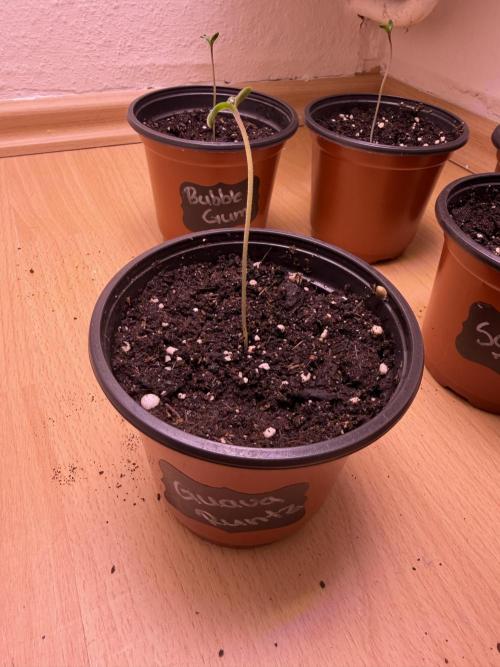 420 - Guava Runtz. Week 1