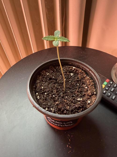 420 - Guava Sundae. Week 1