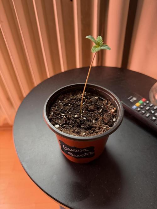 420 - Guava Runtz. Week 1