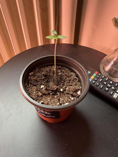 420 - Bubblegum. Week 1