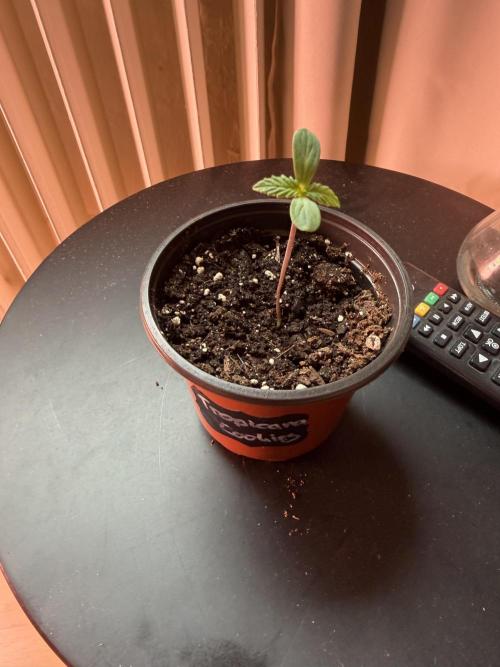 420 - Tropicana Cookies. Week 1