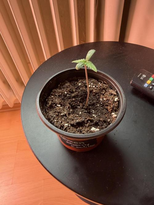 420 - Lemon Cherry Cookies. Week 1