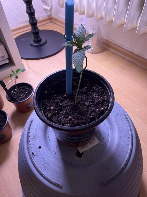 420 - Guava Sundae. Week 2