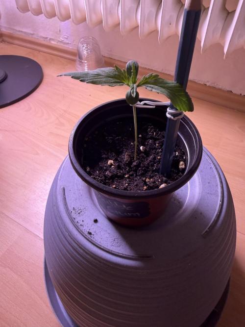 420 - Bubblegum. Week 2