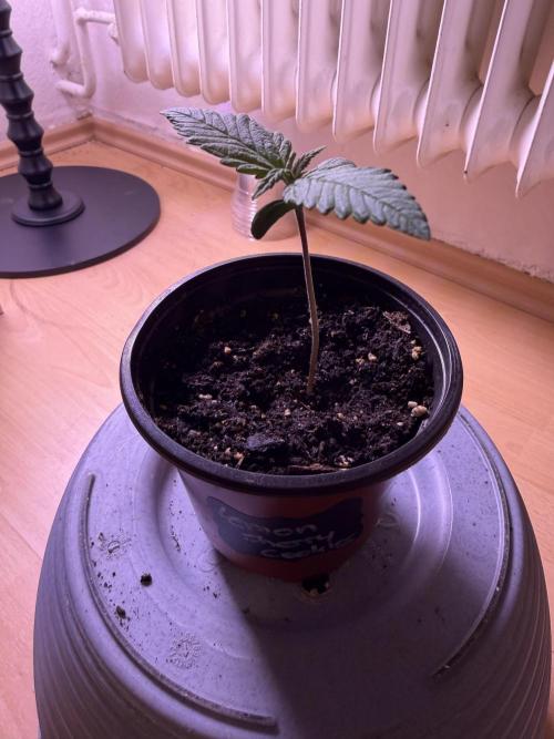 420 - Lemon Cherry Cookies. Week 2