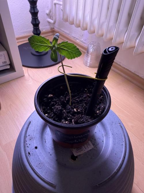 420 - Tropicana Cookies. Week 2