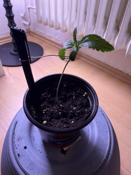420 - Guava Runtz. Week 2