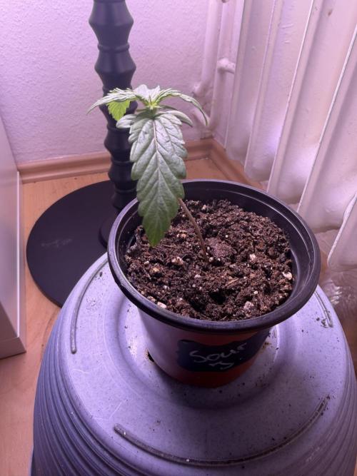 420 - Sour Jealousy. Week 2