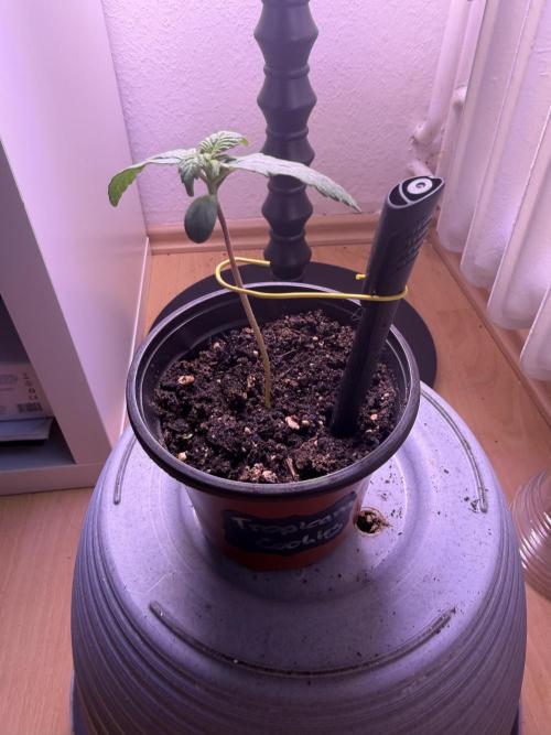 420 - Tropicana Cookies. Week 2