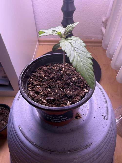 420 - Lemon Cherry Cookies. Week 2