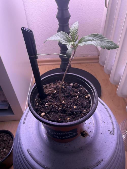 BubbleGum Auto. Week 2