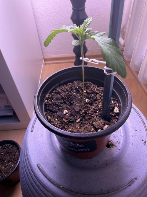 420 - Bubblegum. Week 2
