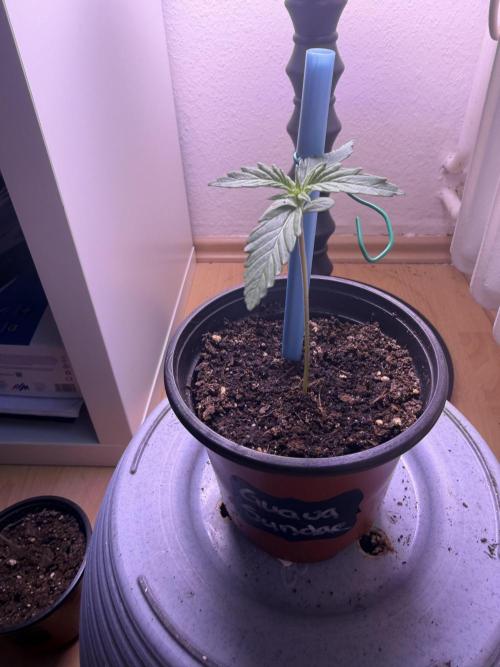 420 - Guava Sundae. Week 2