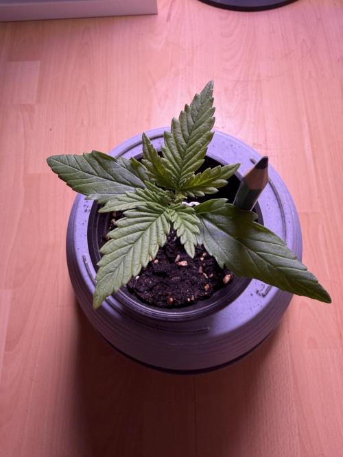 420 - Bubblegum. Week 2
