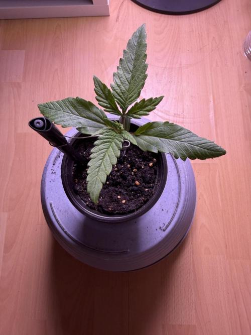420 - Guava Runtz. Week 2