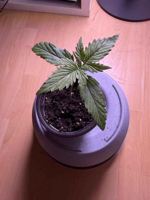420 - Sour Jealousy. Week 2