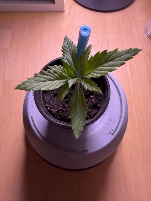 420 - Guava Sundae. Week 2