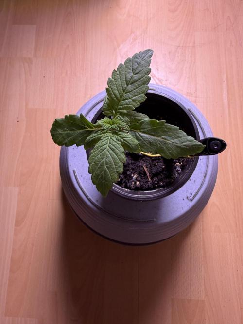 420 - Tropicana Cookies. Week 2