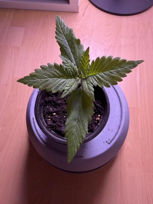 420 - Lemon Cherry Cookies. Week 2