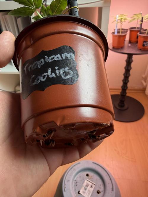 420 - Tropicana Cookies. Week 3