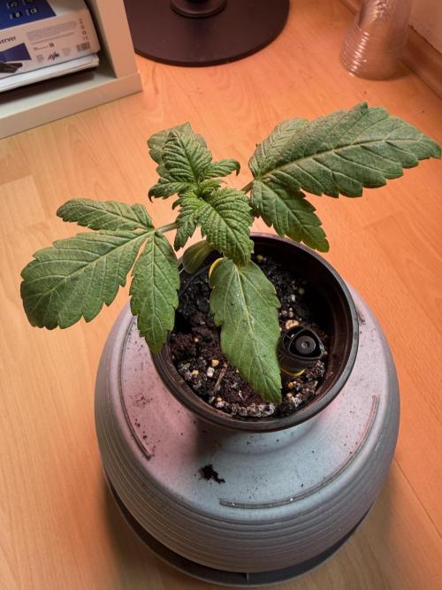 420 - Tropicana Cookies. Week 3