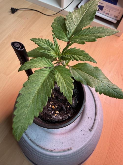 420 - Guava Runtz. Week 3