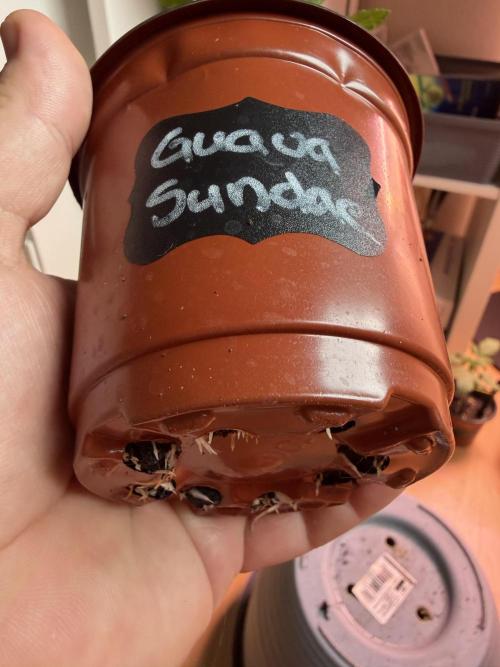 420 - Guava Sundae. Week 3