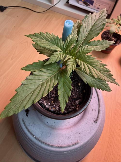 420 - Guava Sundae. Week 3