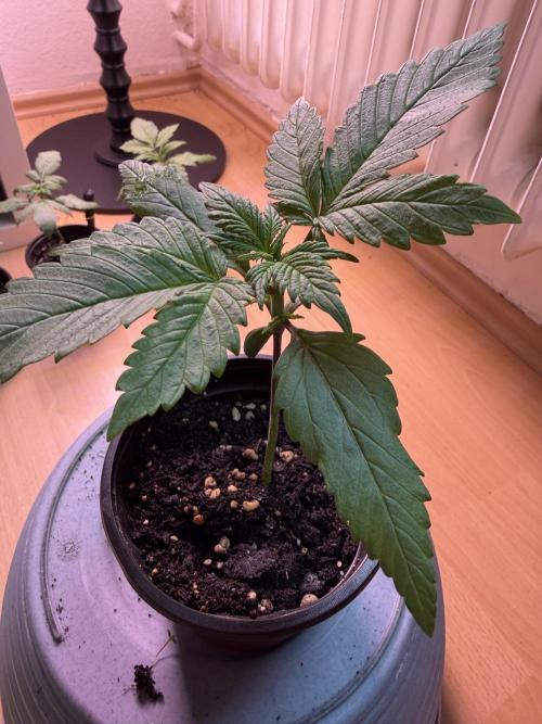 420 - Lemon Cherry Cookies. Week 3