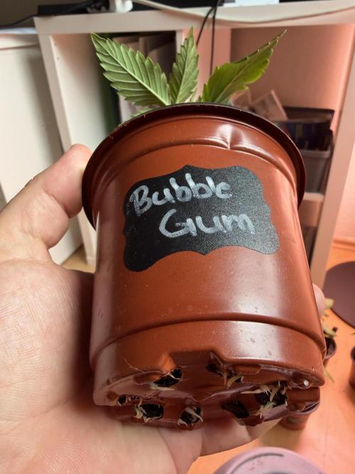 420 - Bubblegum. Week 3