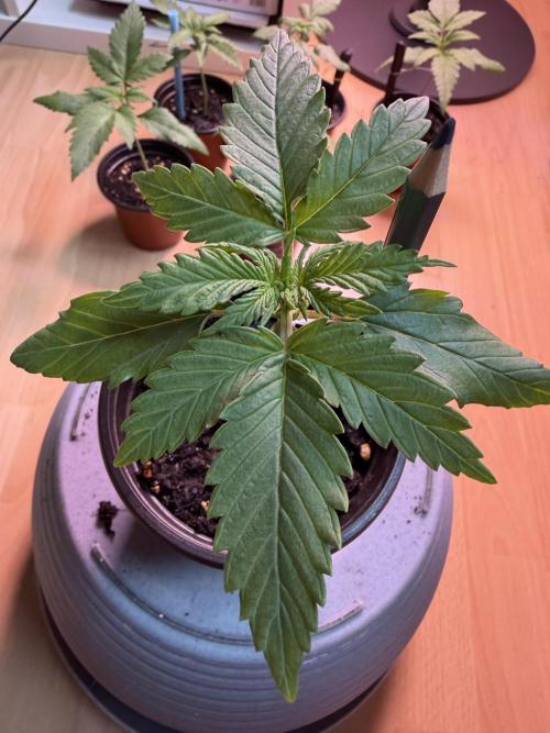 420 - Bubblegum. Week 3
