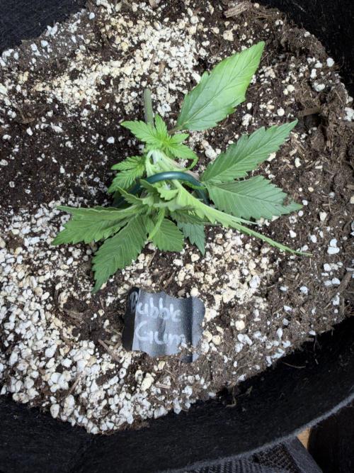 420 - Bubblegum. Week 4