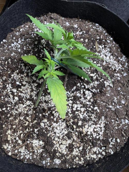 420 - Sour Jealousy. Week 4