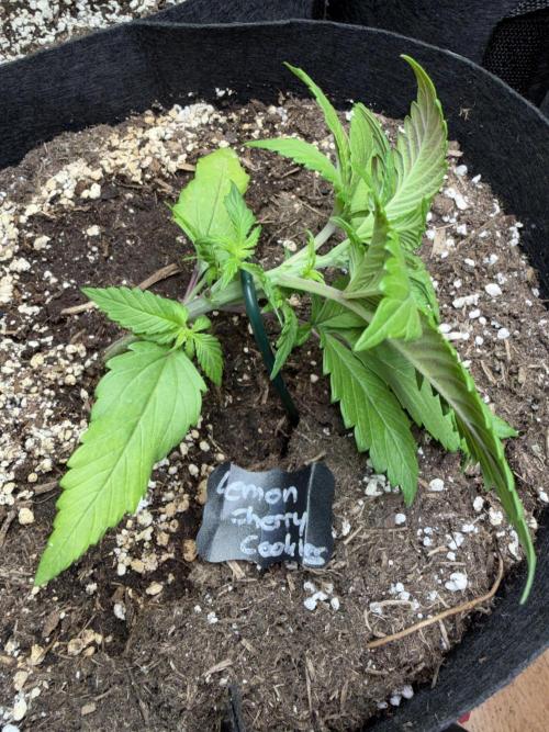420 - Lemon Cherry Cookies. Week 4