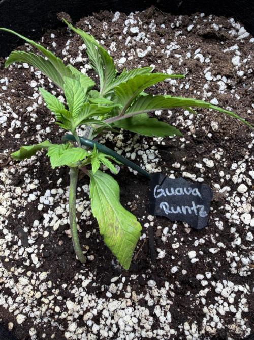 420 - Guava Runtz. Week 4