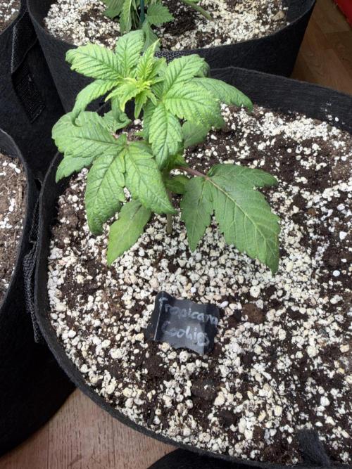 420 - Tropicana Cookies. Week 4