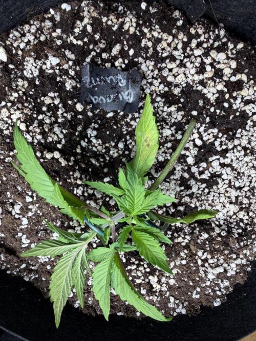 420 - Guava Runtz. Week 4