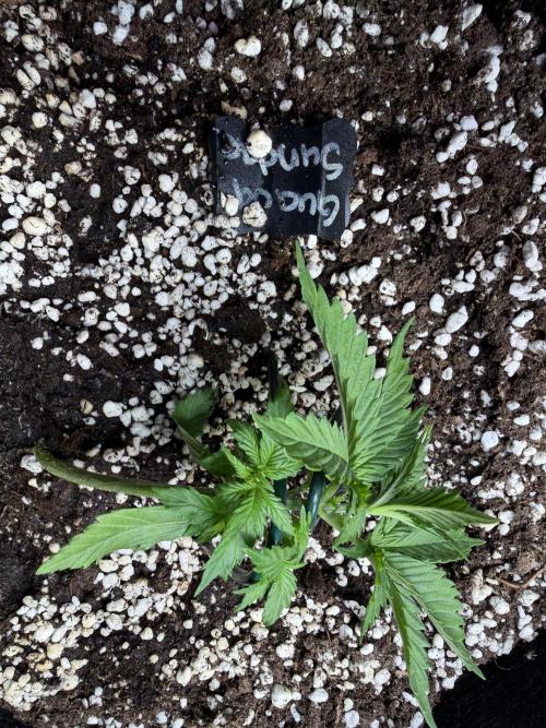 420 - Guava Sundae. Week 4