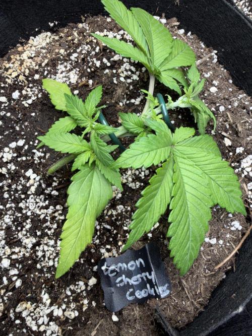 420 - Lemon Cherry Cookies. Week 4