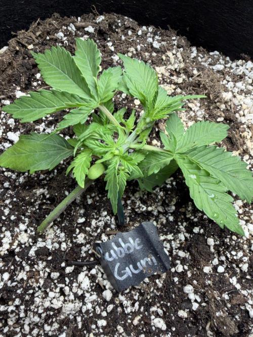 420 - Bubblegum. Week 4